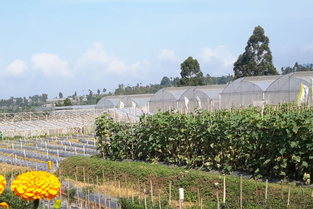 Distan Banten Kembangkan Kawasan Pertanian Berbasis Korporasi