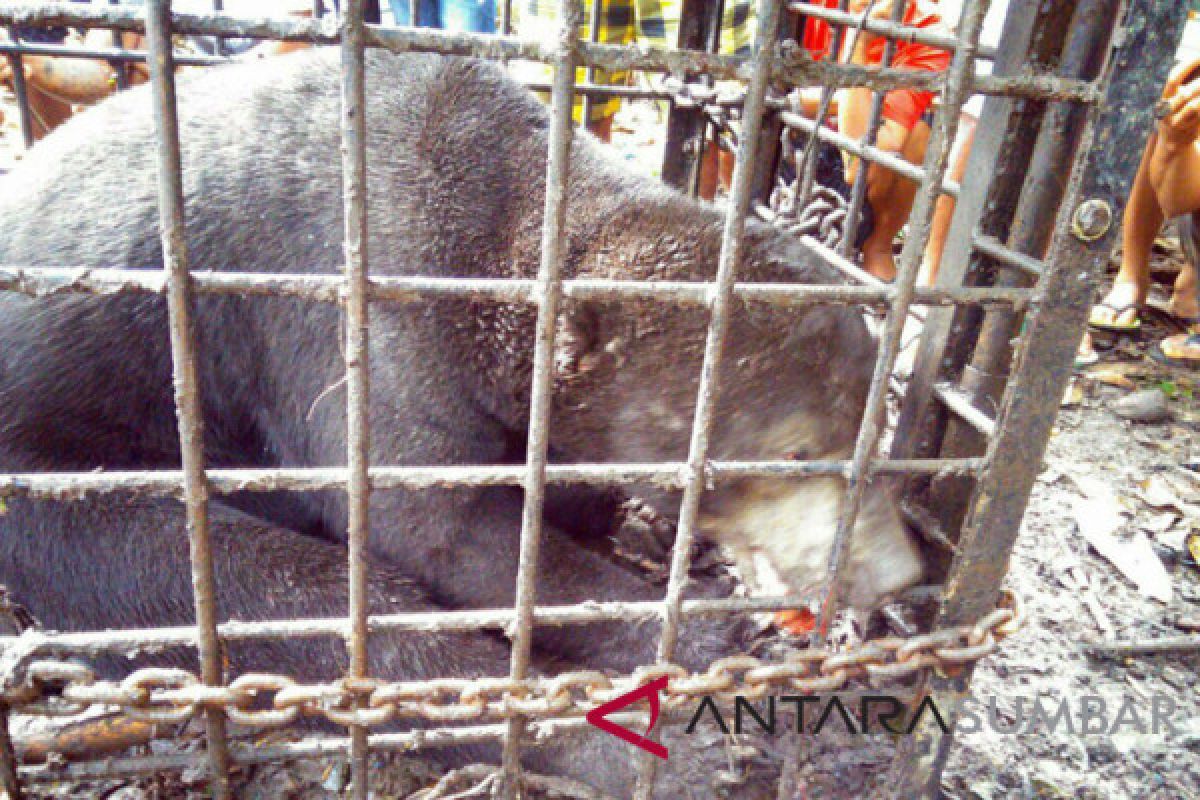 Beruang madu bikin risau warga Sungai Kunyit Barat