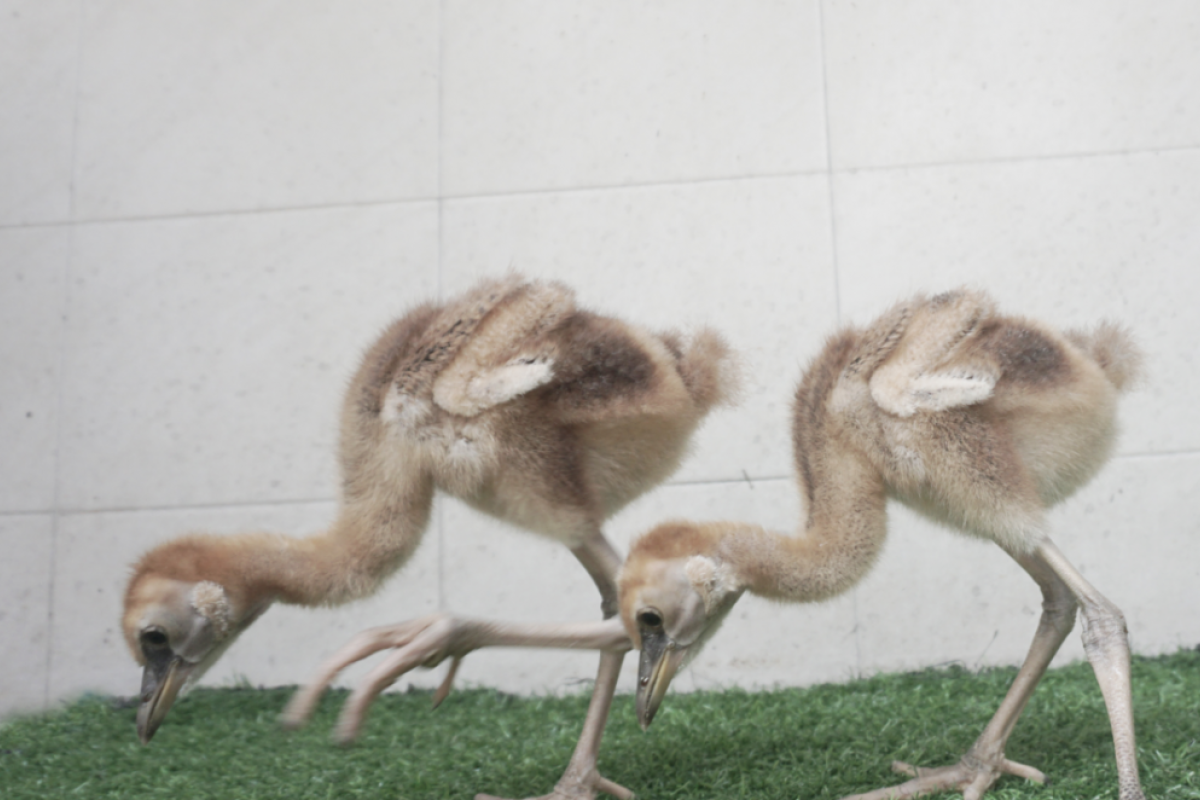 Taman Safari Prigen Tambah Koleksi Dua Burung Afrika