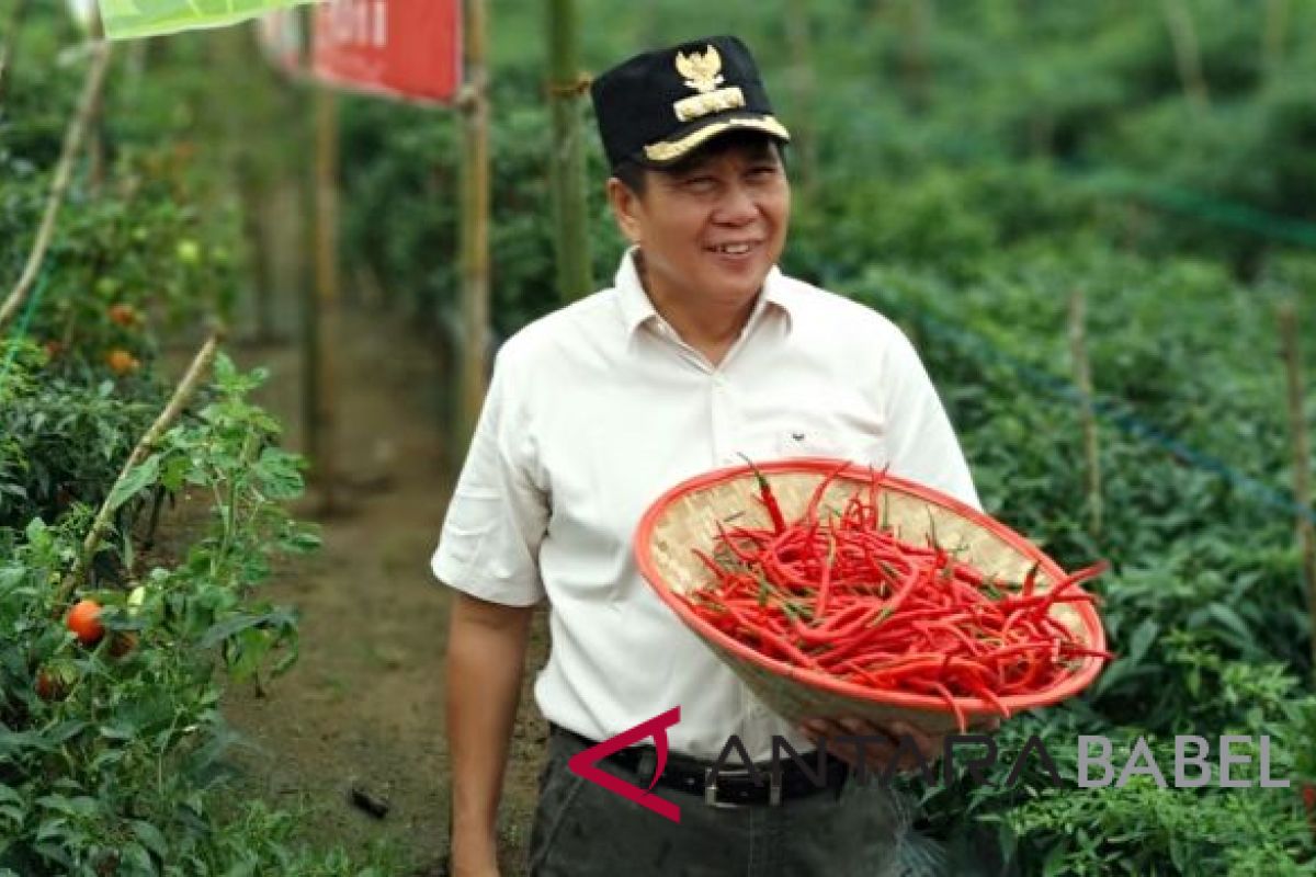 Pemkab Bangka Tengah bantu pasarkan cabai merah