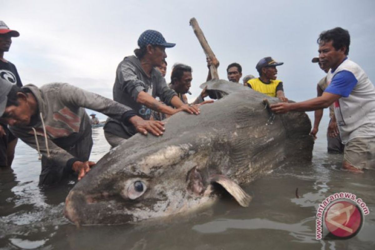 Ikan mola-mola mati terdampar