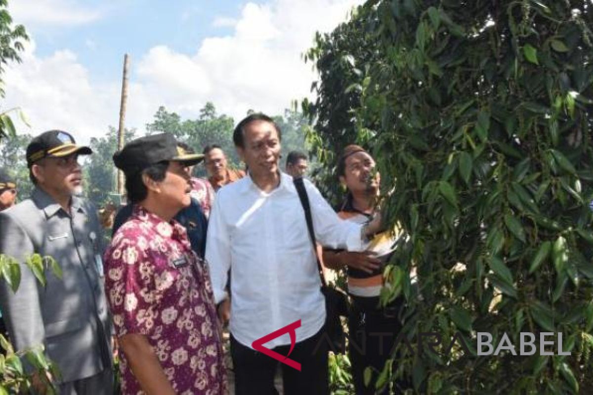 KEIN RI kunjungi kebun lada di Namang