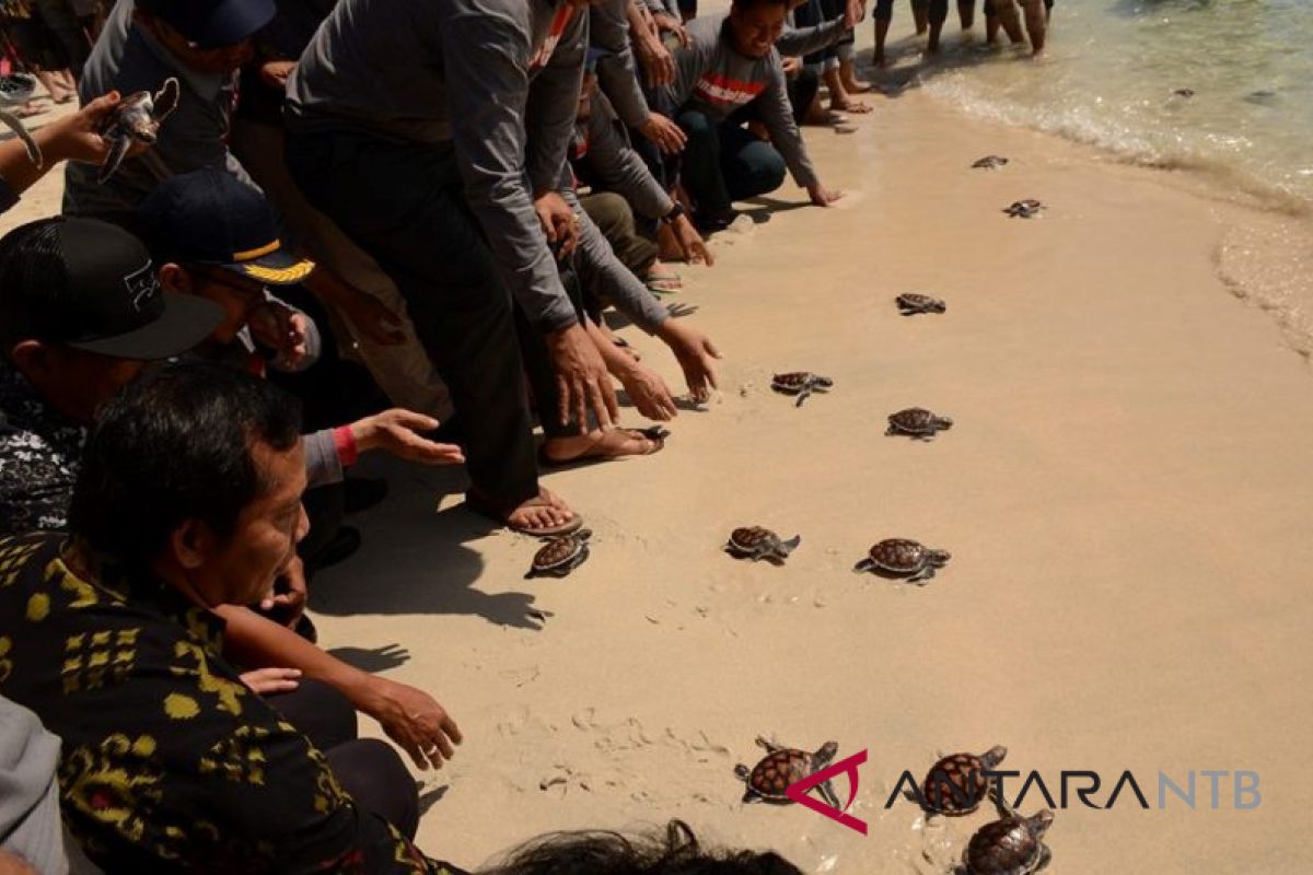 Bupati Lombok Utara lepas tukik di Trawangan