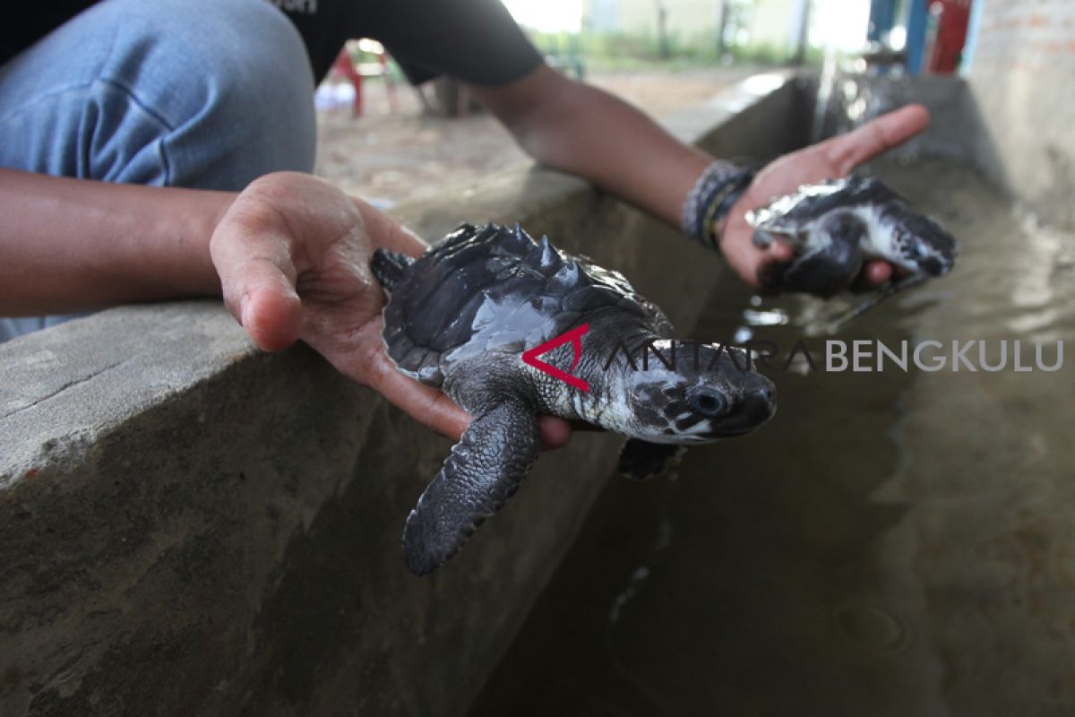 Komunitas Bengkulu melepasliarkan puluhan anak penyu