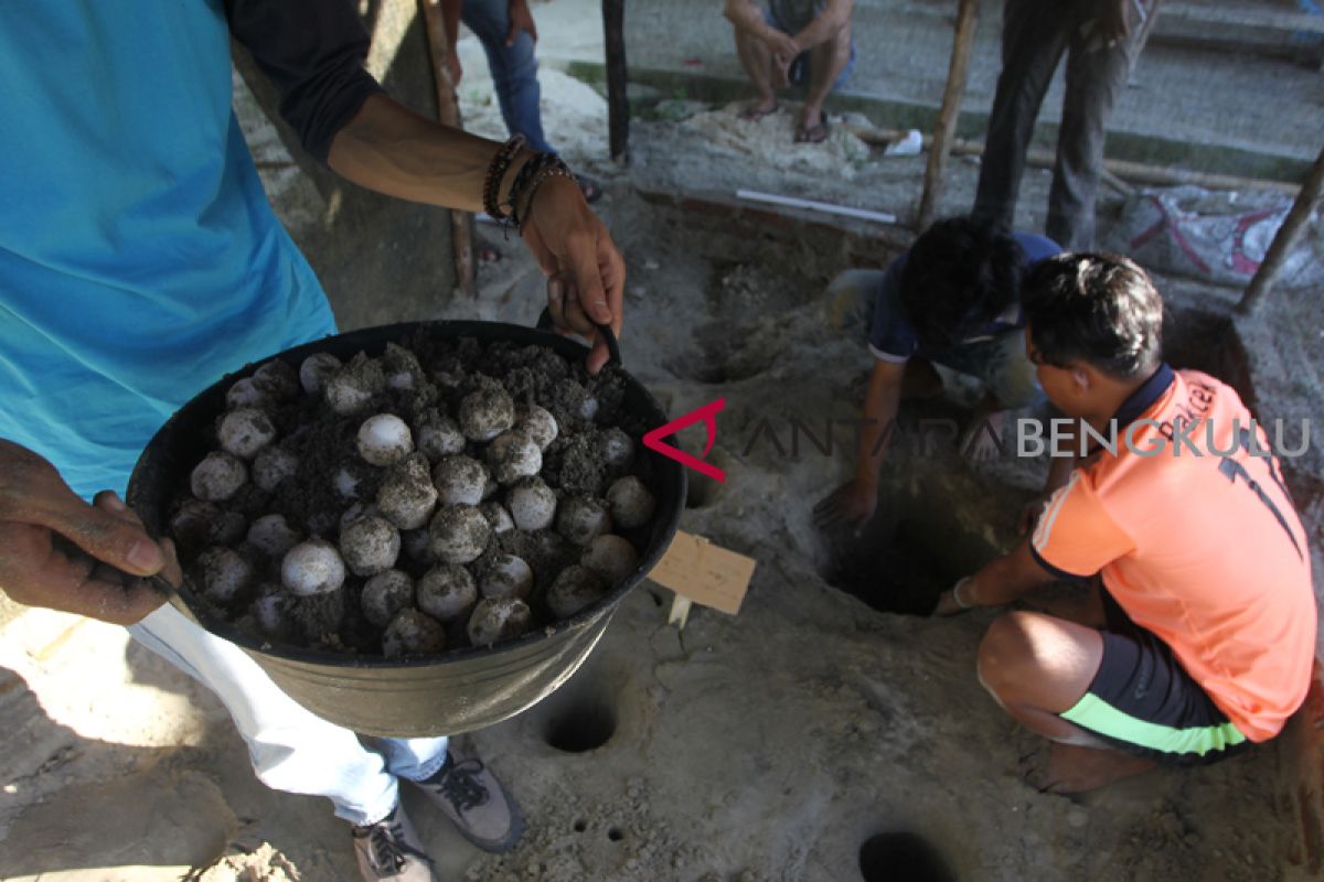 Puluhan telur penyu menetas di Pantai Jakat