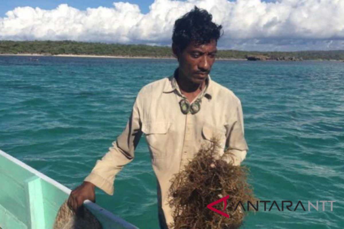 Tumpahan Montara penyebab produksi rumput laut menurun