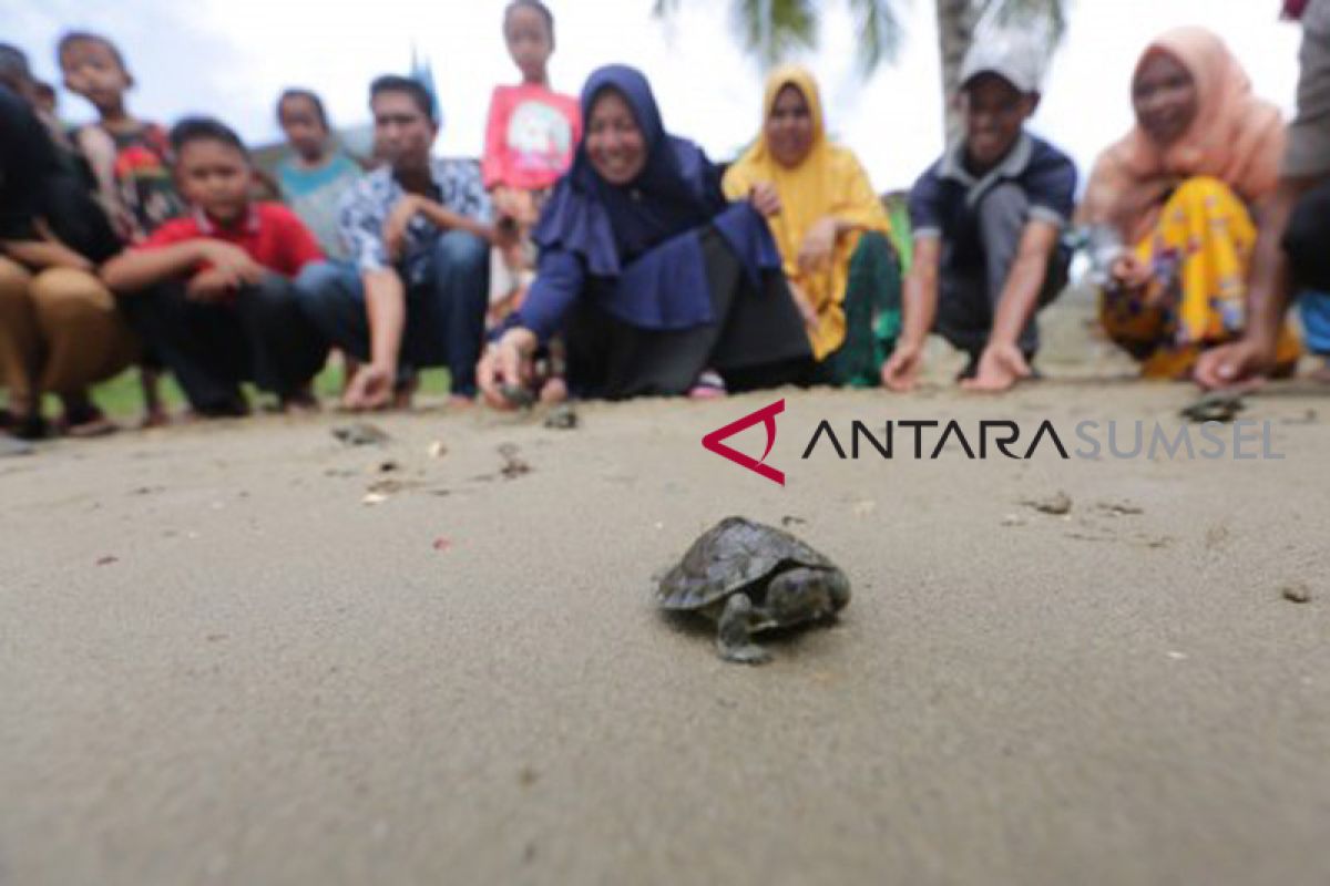 Wisatawan lepas tukik ke pantai air hitam