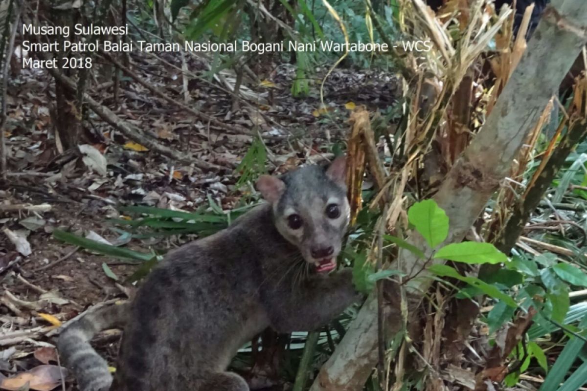 Musang Sulawesi di TNBNW Bermakna Penting Bagi Gorontalo