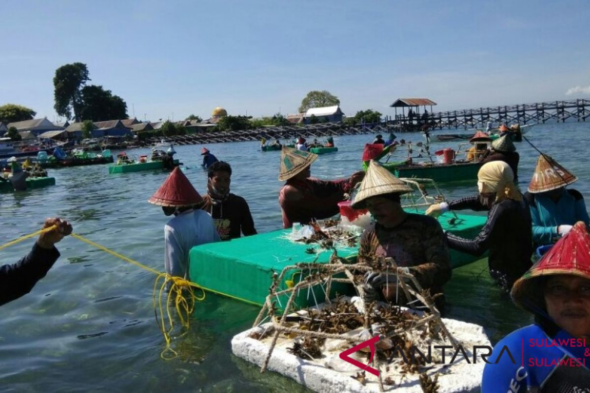 MARS rehabilitasi terumbu karang Pulau Bontosua