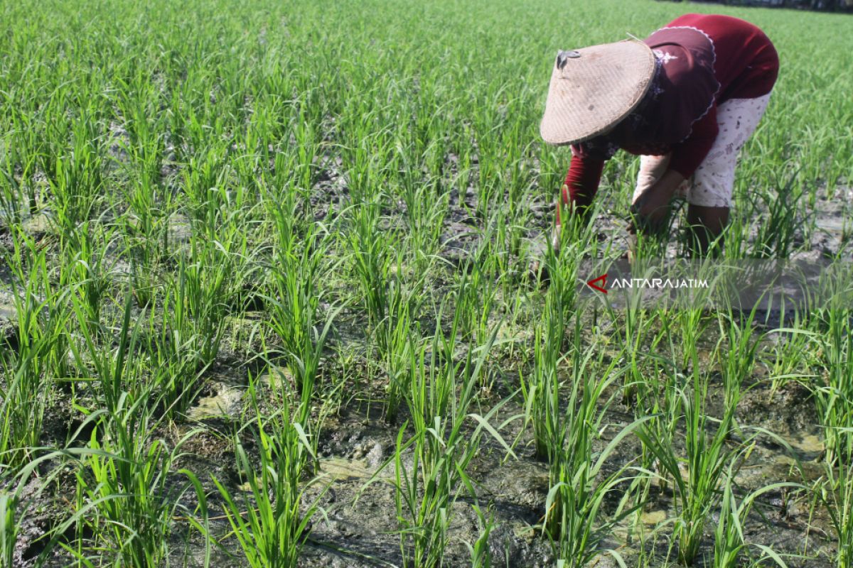 Lamongan Gandeng BATAN Siapkan Bibit Padi Unggul