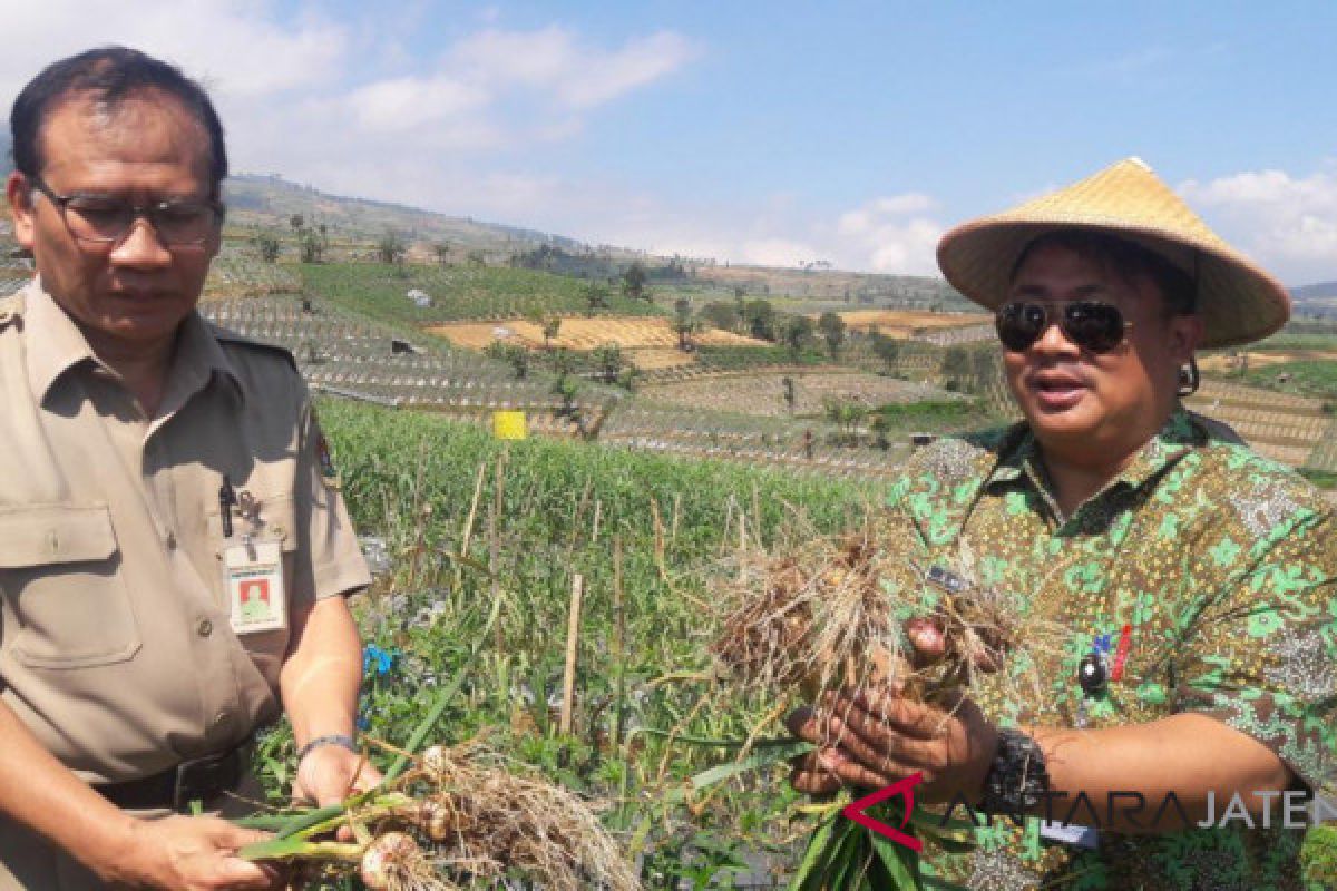 Bawang putih tanaman alternatif petani Temanggung
