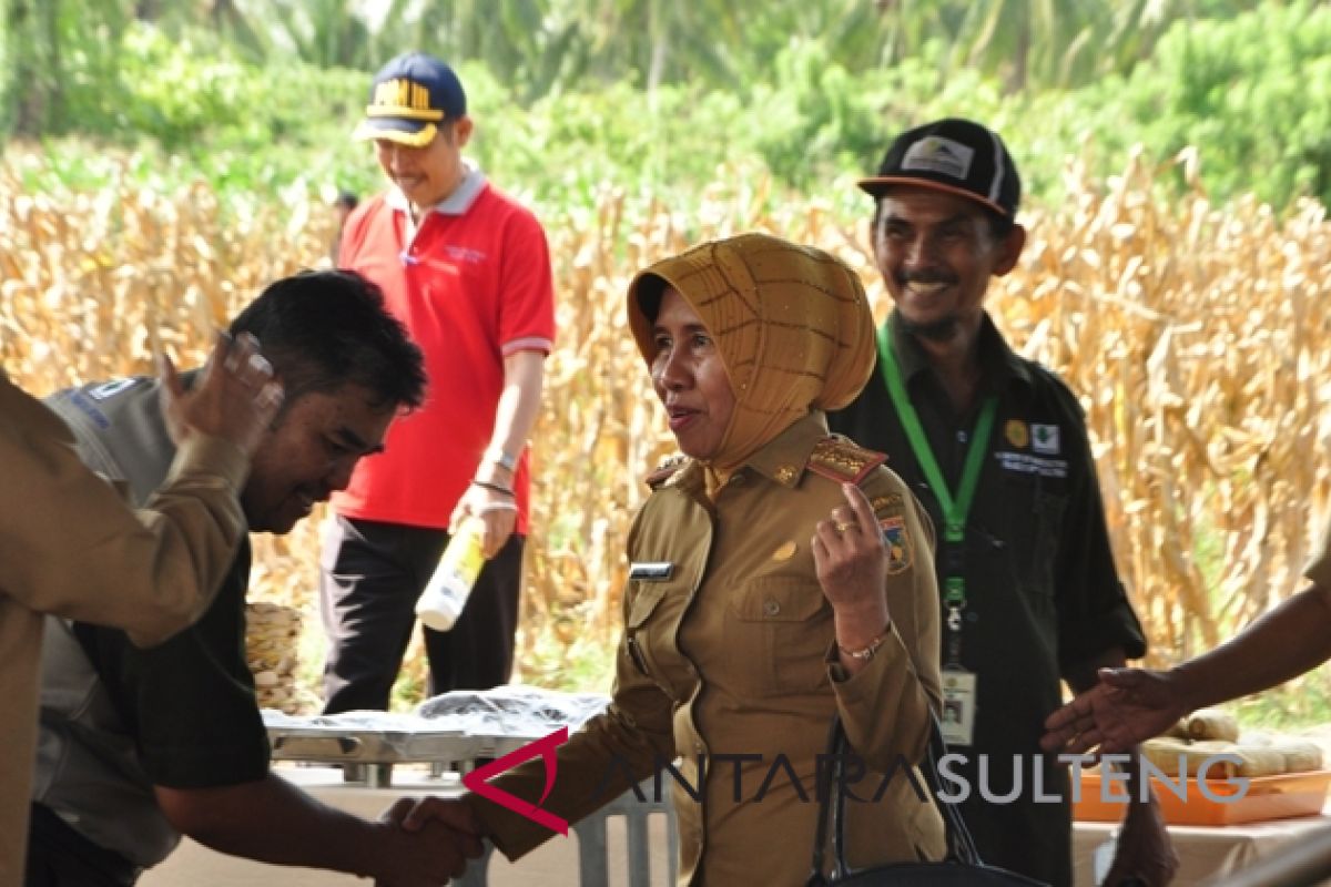 Peningkatan produksi jagung Sulteng menggembirakan