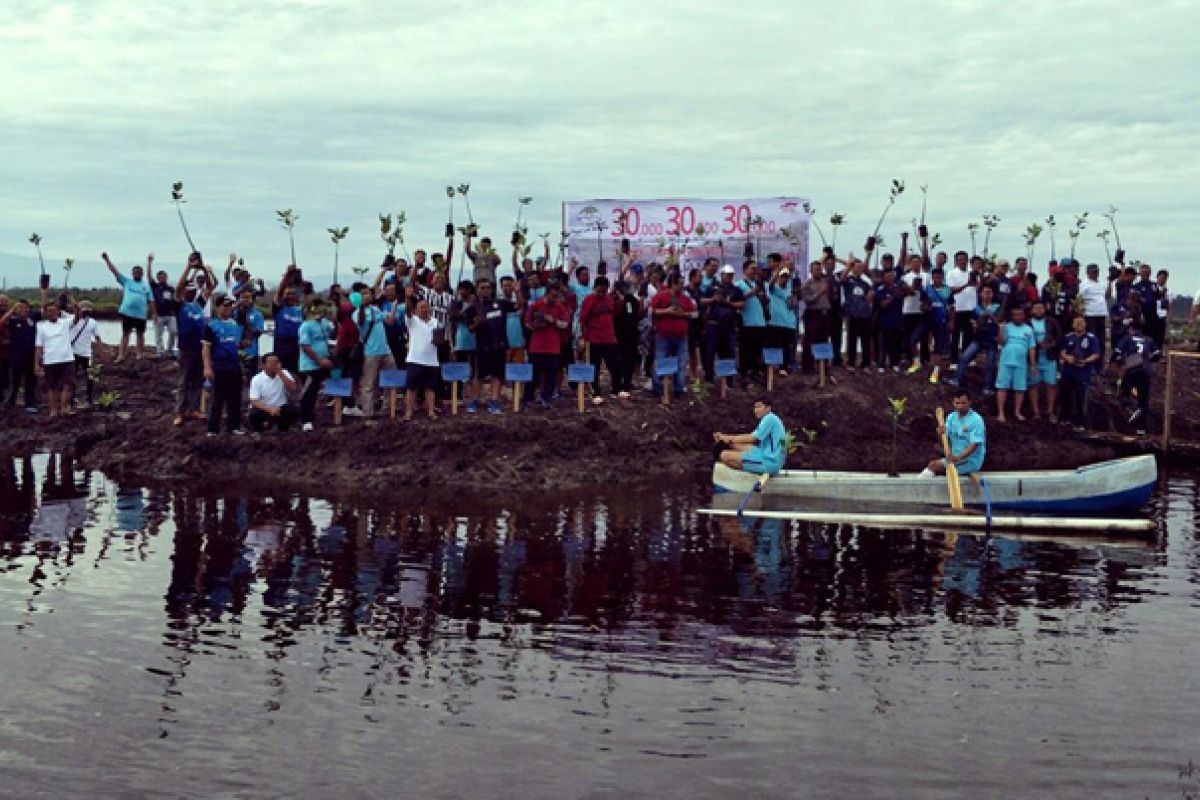 PT Mamuang tanam mangrove di pantai Pasangkayu