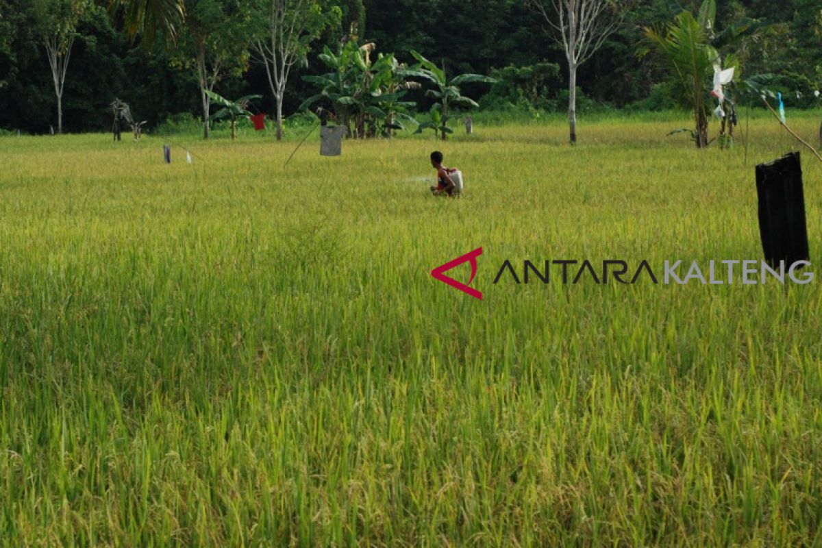 Barsel terus genjot pertumbuhan di sektor pertanian