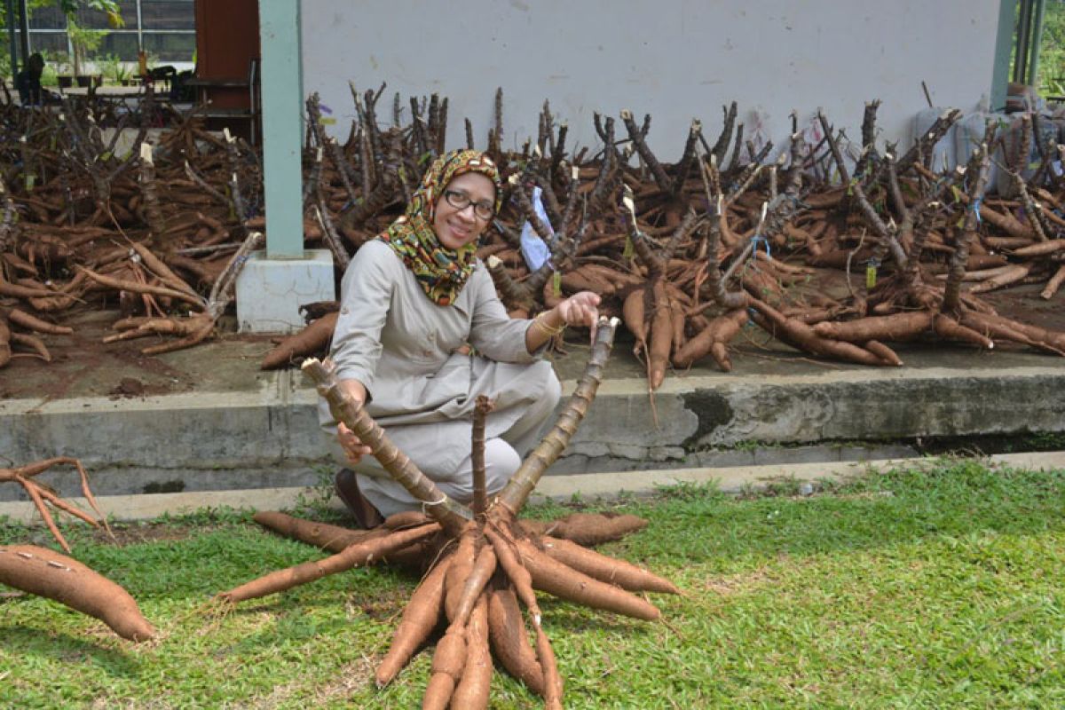 Ini dua varietas baru ubi kayu dari Balitbangtan untuk tingkatkan produktivitas pangan