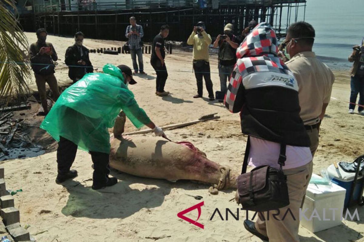 Pesut ditemukan mati di perairan tercemar minyak