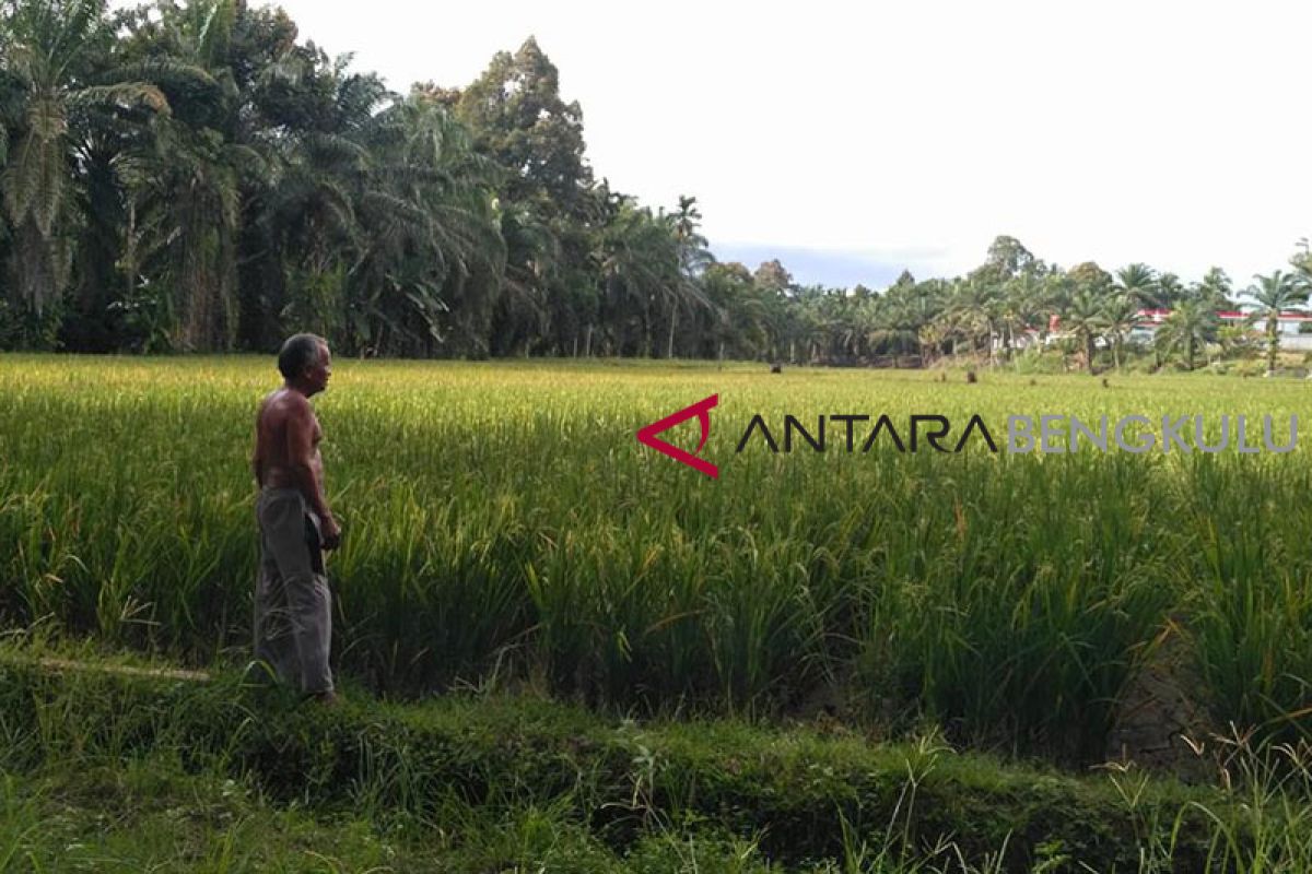 Distan Mukomuko usul kelompok tani terima Alsintan