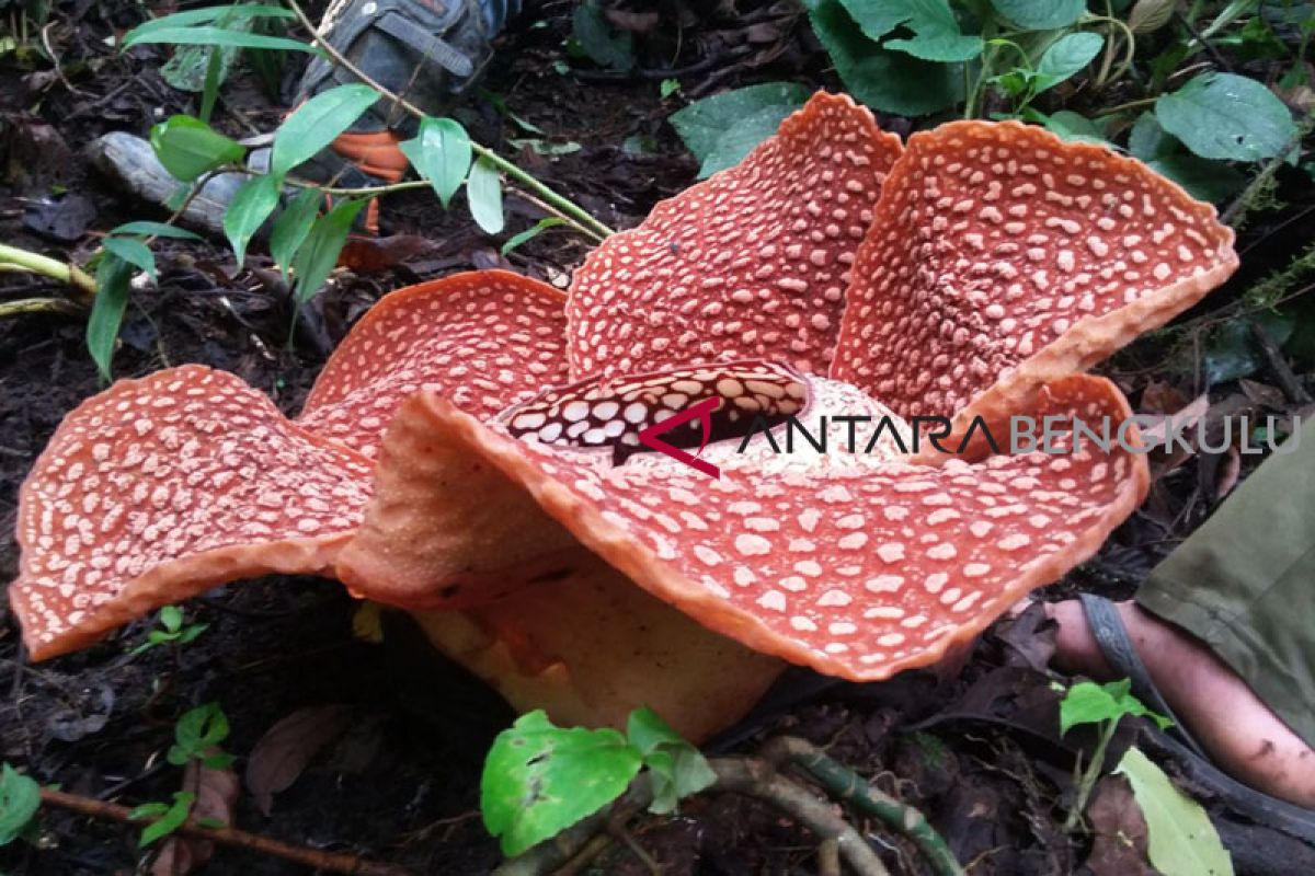 Bunga Raflesia Arnoldii mekar di kawasan Wisata Bukit Kaba