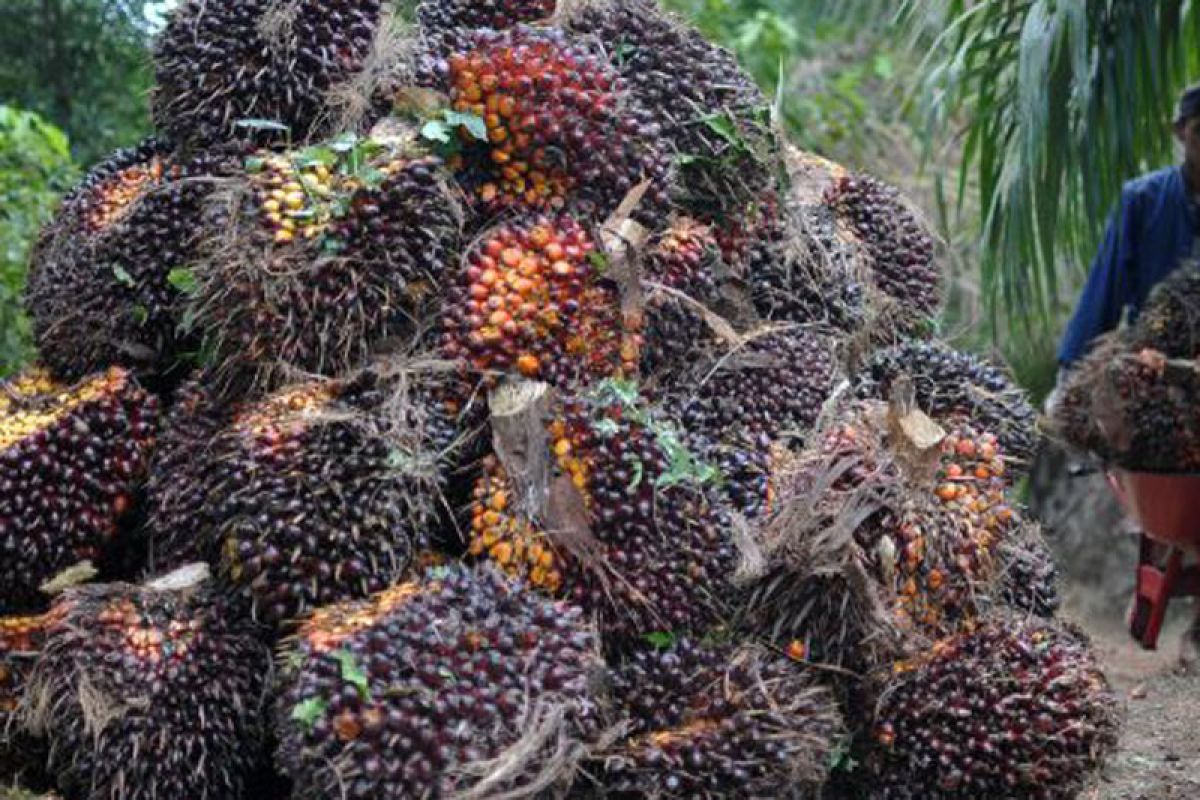 Pemanen sawit dalam hutan dilaporkan ke LHK