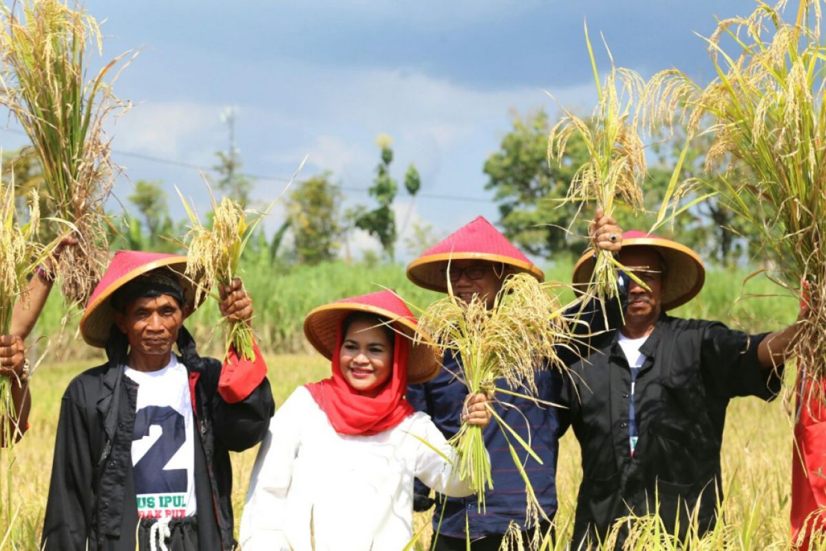 Kunjungi Ponorogo, Puti Panen Padi dan Kunjungi Warga Aisyiyah