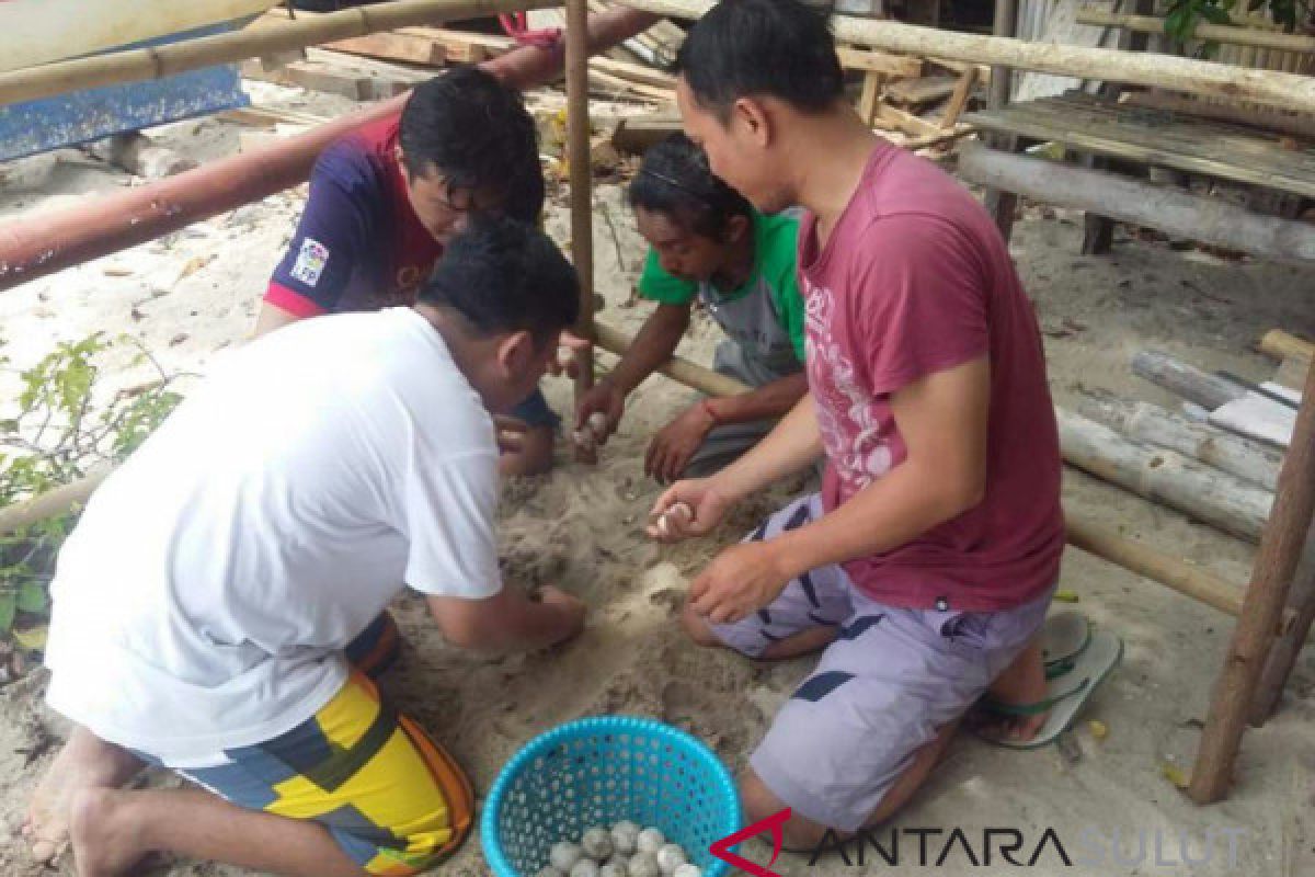 Manengkel Solidaritas-Chaetodon Lestarikan Penyu Sulawesi Utara