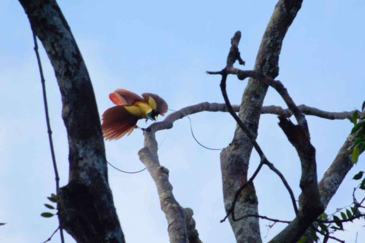 Raja Ampat Terdapat Delapan Jenis Burung Cenderawasih