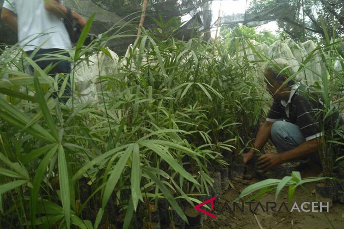 Masyarakat Aceh diajak budidaya jernang