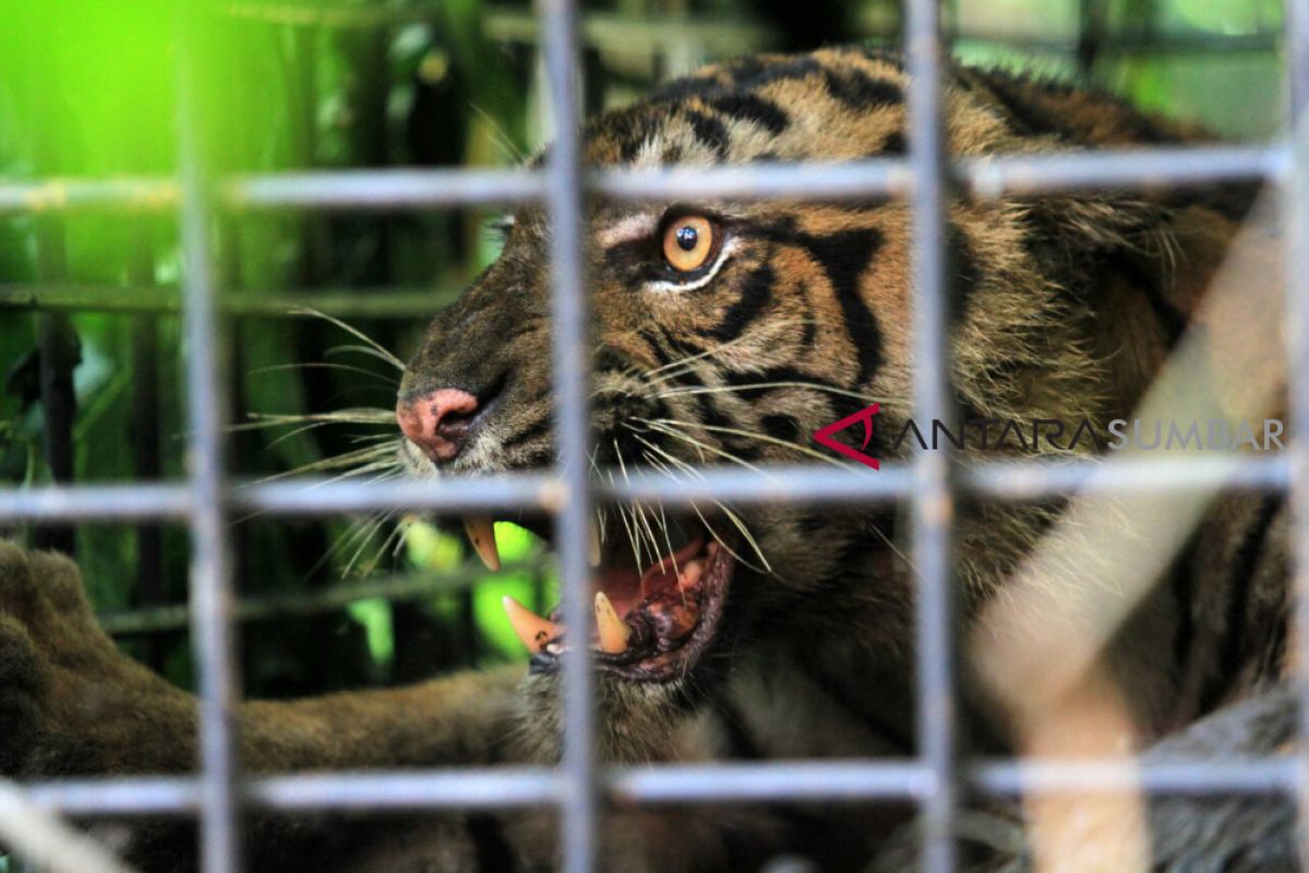 Ini alasan BKSDA Sumbar tunda evakuasi anak harimau di Palupuah  (video)
