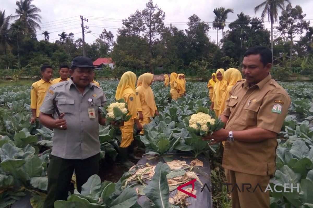 Saree miliki potensi besar pengembangan bawang merah