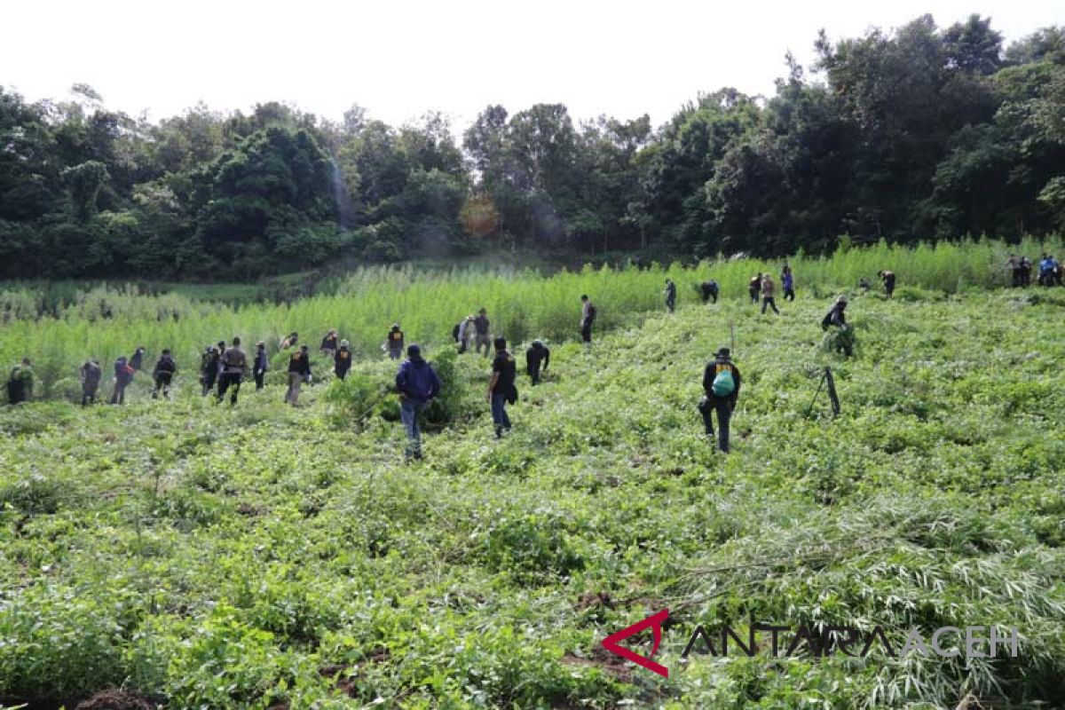 Polisi temukan tiga hektare ladang ganja di Aceh Besar