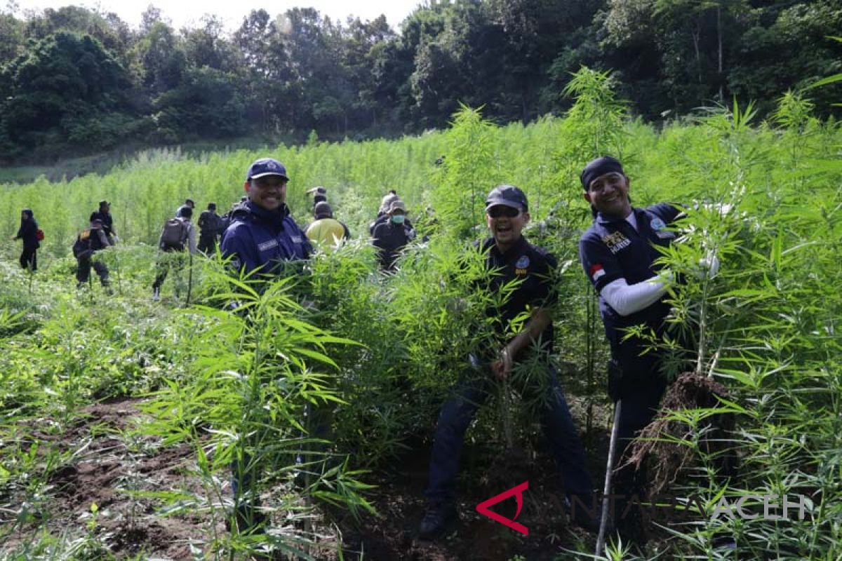 BNN provinsi Aceh musnahkan ladang ganja