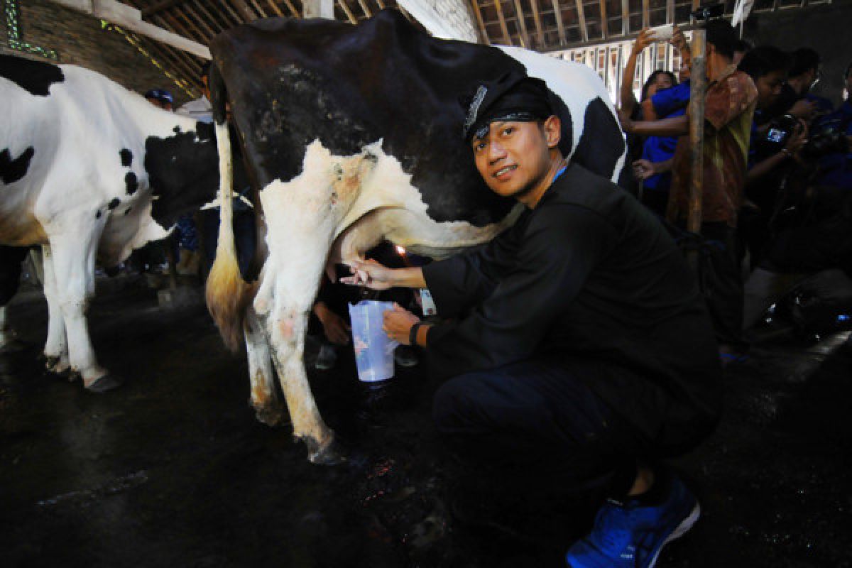 AHY sambangi peternak sapi perah Boyolali