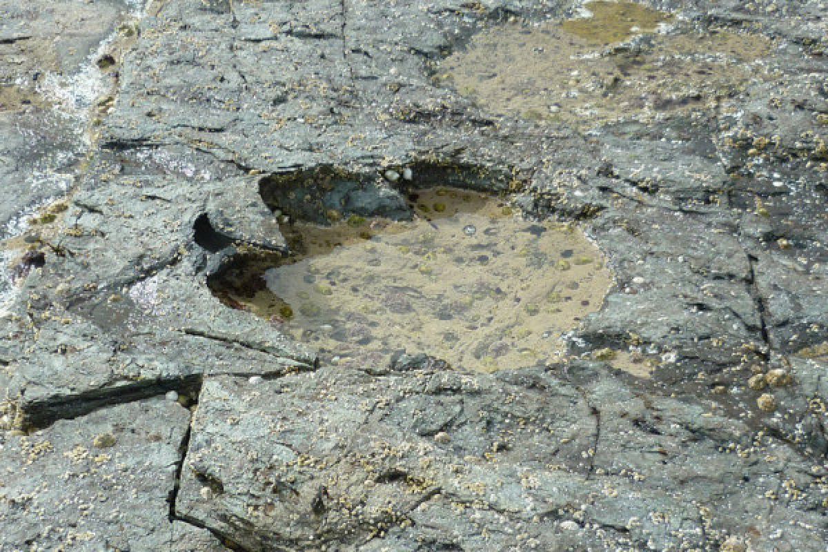 Jejak kaki dinosaurus ditemukan di pulau Skotlandia