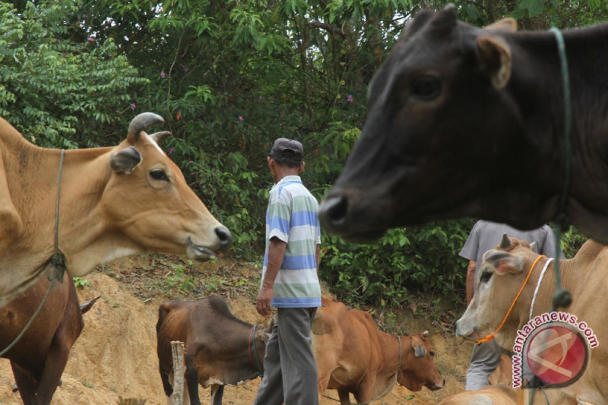 Ternak sapi di Lhokseumawe bebas penyakit menular