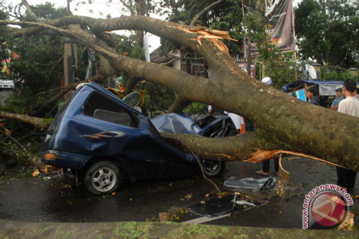 12 mobil rusak ditimpa beringin tumbang