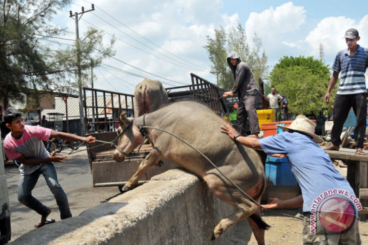 15 ton daging kerbau beku terjual di Pekanbaru