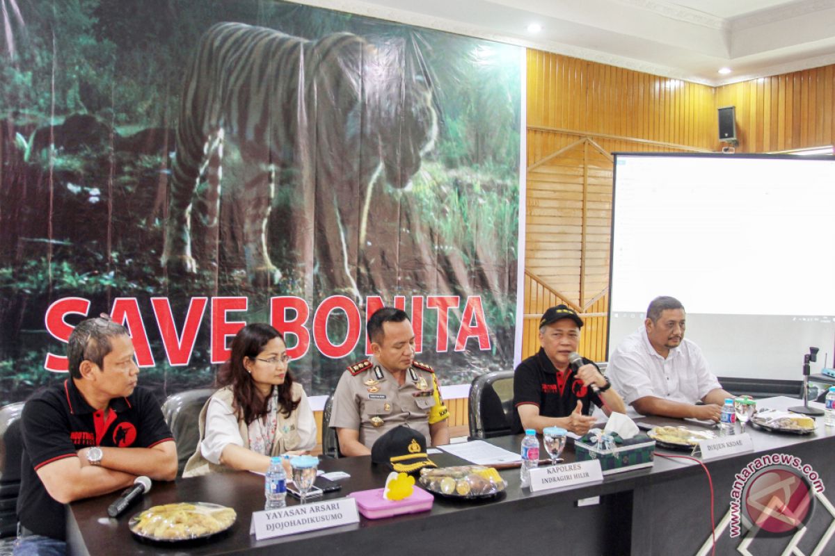 Populasi Harimau Sumatera diperkirakan tersisa 400 ekor