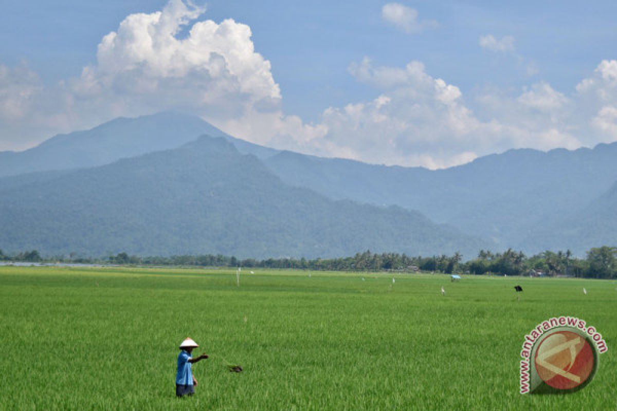 Pemkab Pandeglang dorong pemuda jadi petani