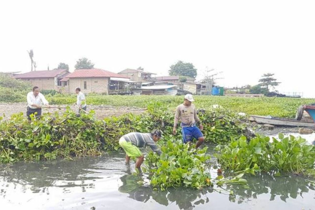 Eceng gondok Danau Toba dibersihkan