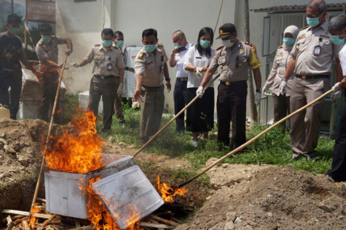 Balai Karantina Gorontalo Musnahkan Ribuan Daging Tikus