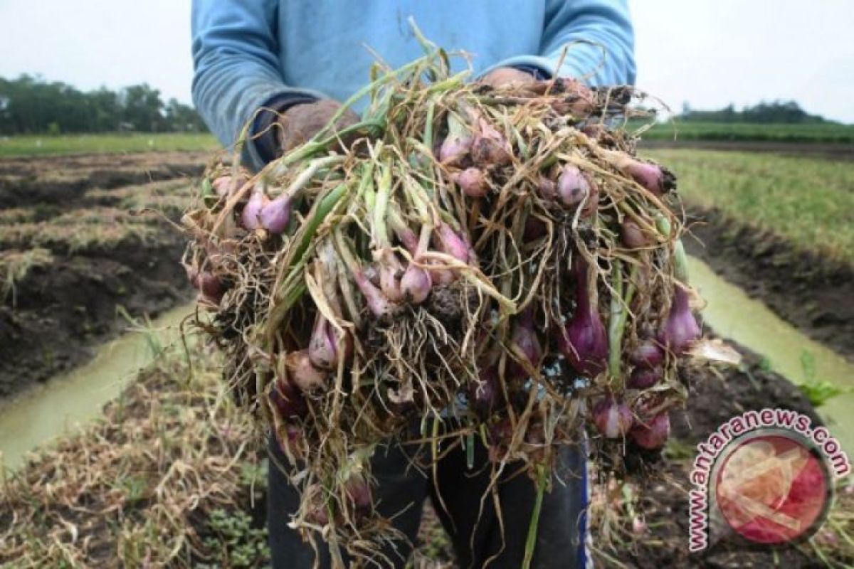 Importir diusulkan tanam bawang putih 20 persen