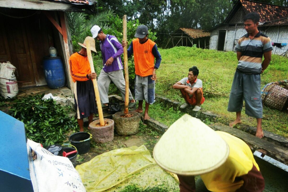 Kementan dorong petani gunakan pestisida nabati