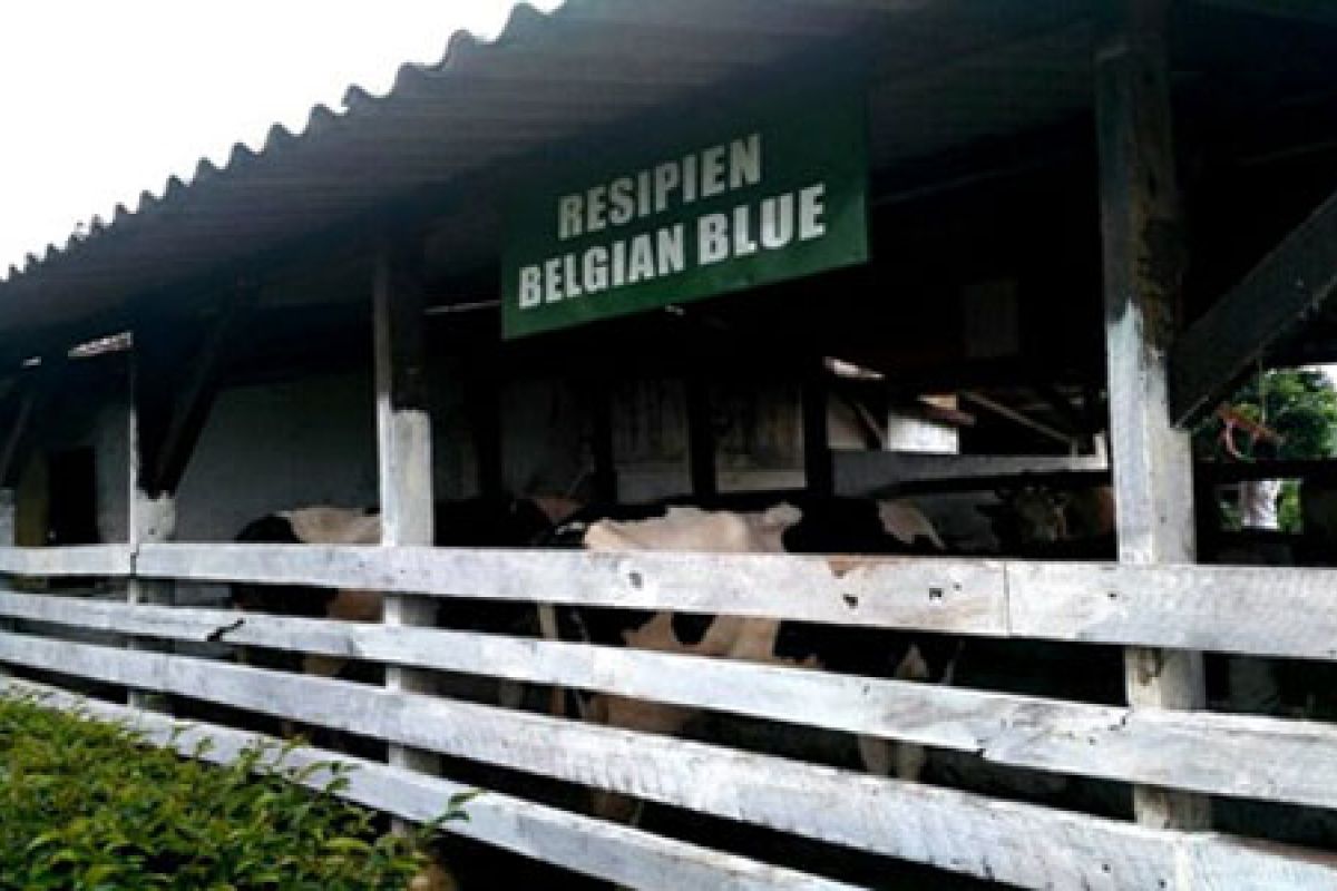 Belgian Blue di STPP Bogor