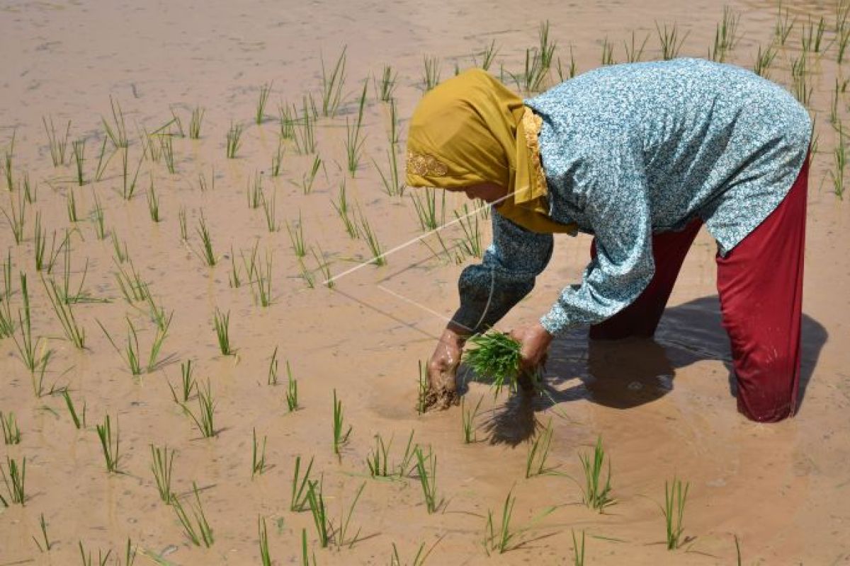West Kalimantan ready to be national food production center