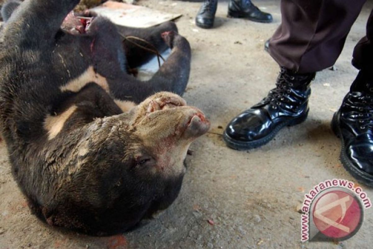 Tim BKSDA  tangkap beruang madu meresahkan warga