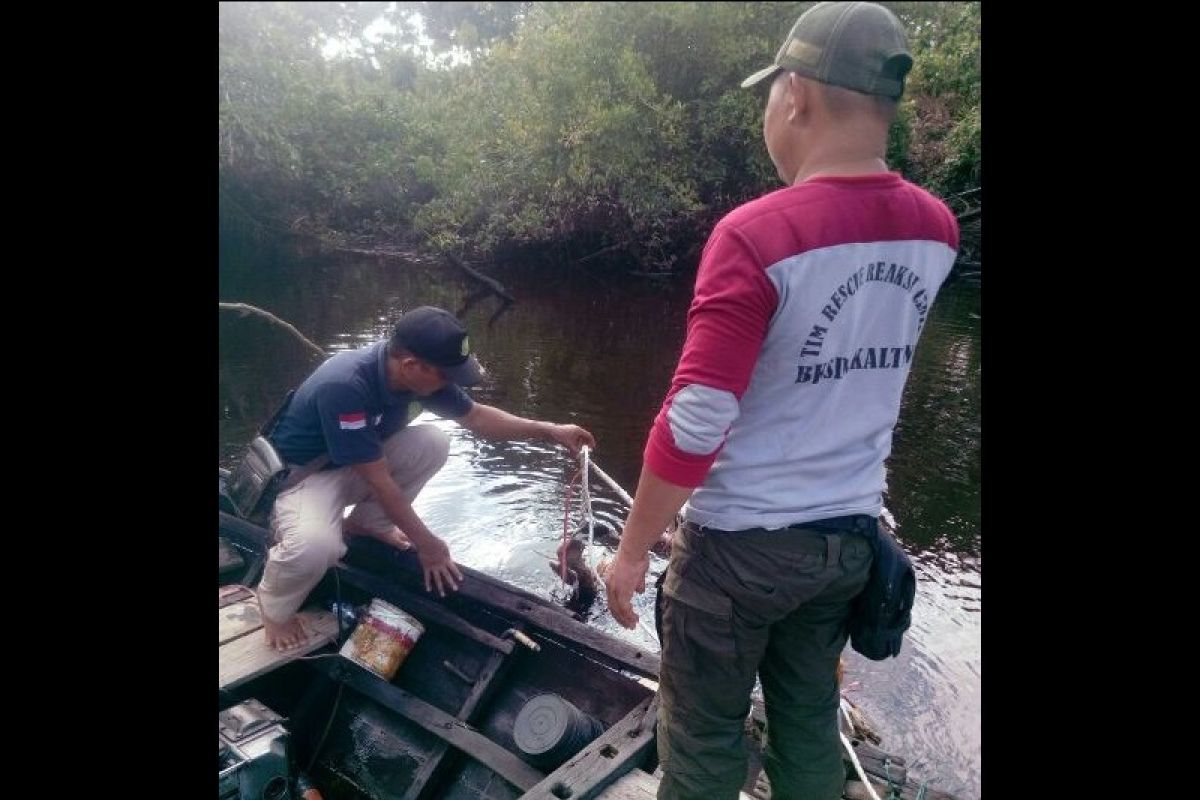 Serangan buaya meningkat, ini sikap Pemkab Kotim