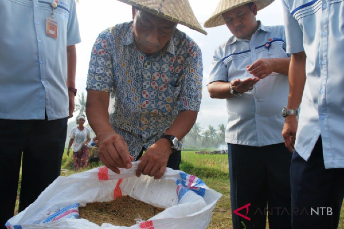 Bulog dukung program korporasi petani berbasis koperasi