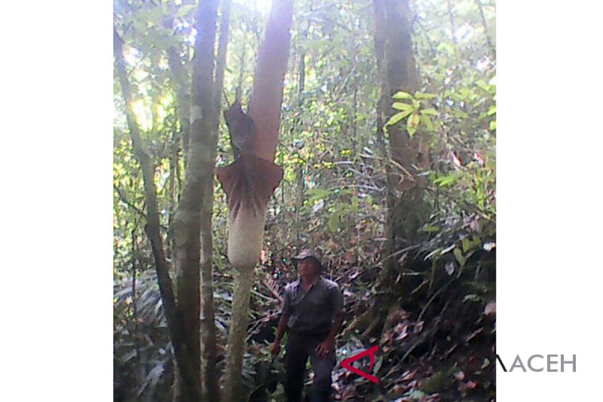 Bunga bangkai setinggi 4 meter ditemukan di Bener Meriah