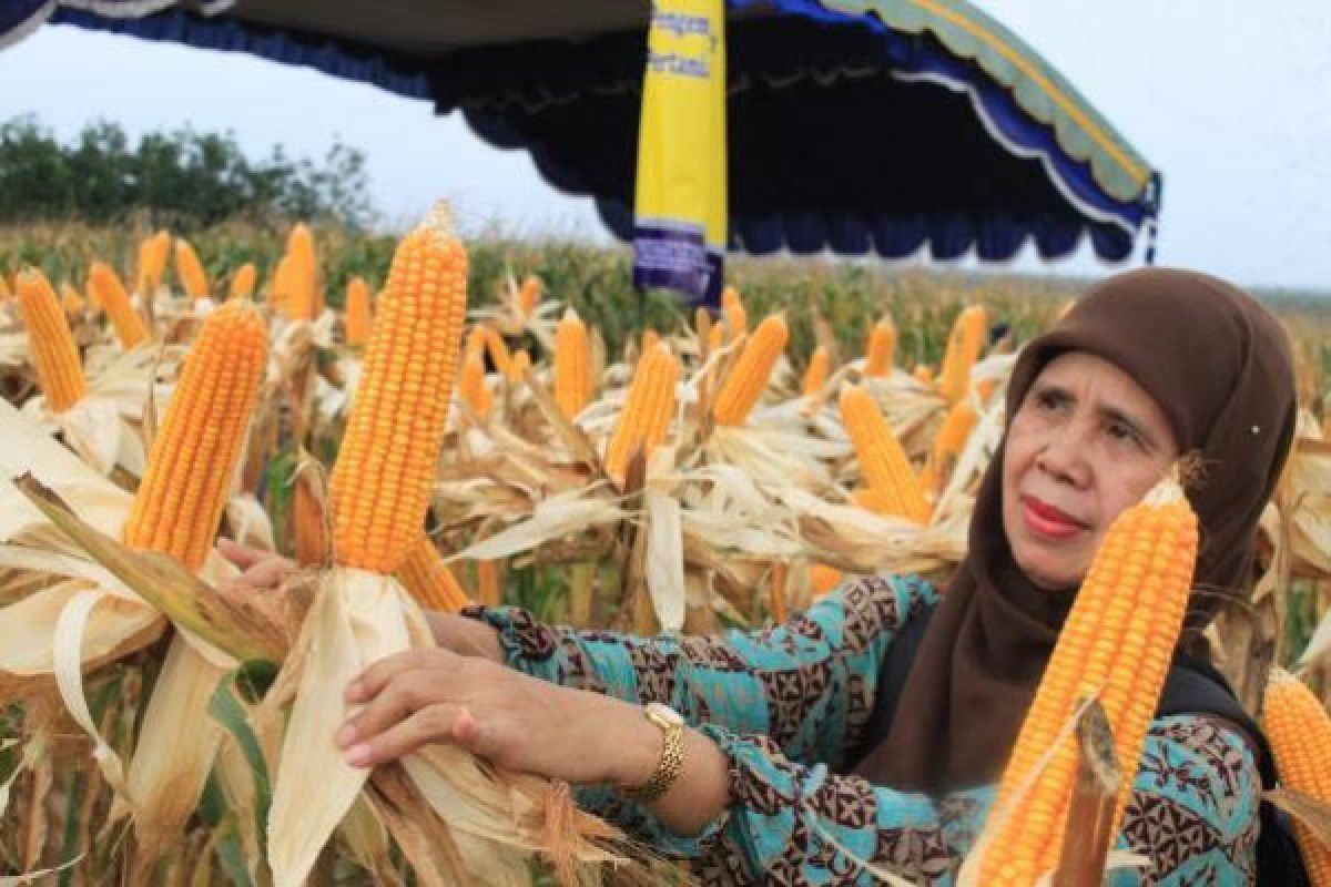 Fosfat alam terbukti signifikan dongkrak produksi jagung