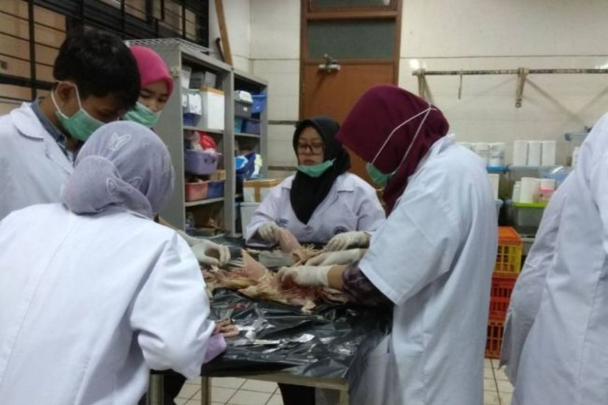 Para calon dokter hewan IPB ikuti pelatihan vaksin dan nekropsi pada ayam